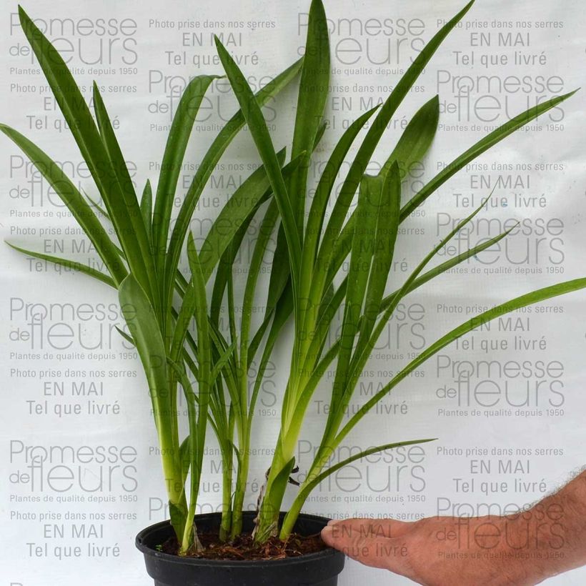 Beispiel eines Exemplars von Agapanthus inapertus Nigrescens - Schmucklilie Topf mit 2L/3L wie geliefert