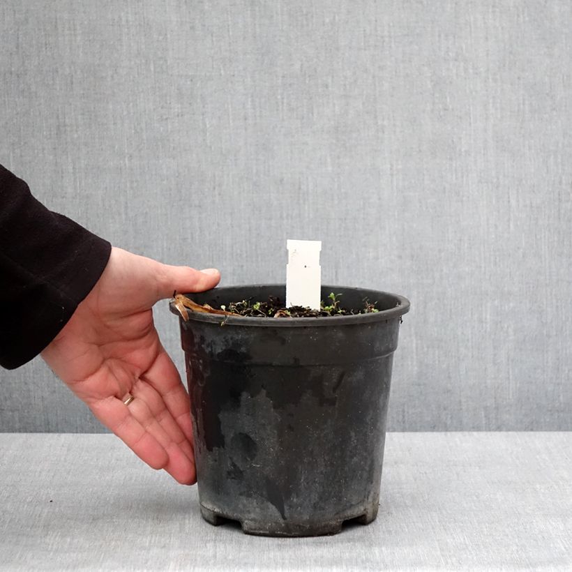 Example of Agapanthus Back in Black - Schmucklilie Topf mit 2L/3L as you get in hiver