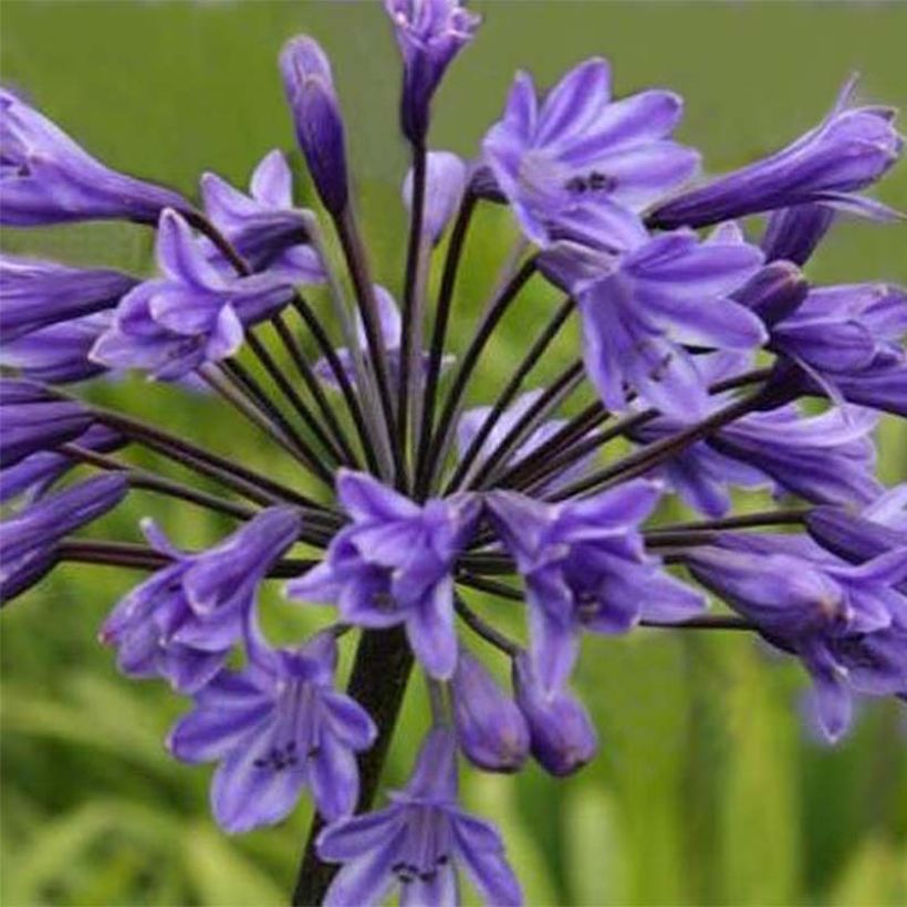 Agapanthus Black Buddhist - Schmucklilie (Flowering)
