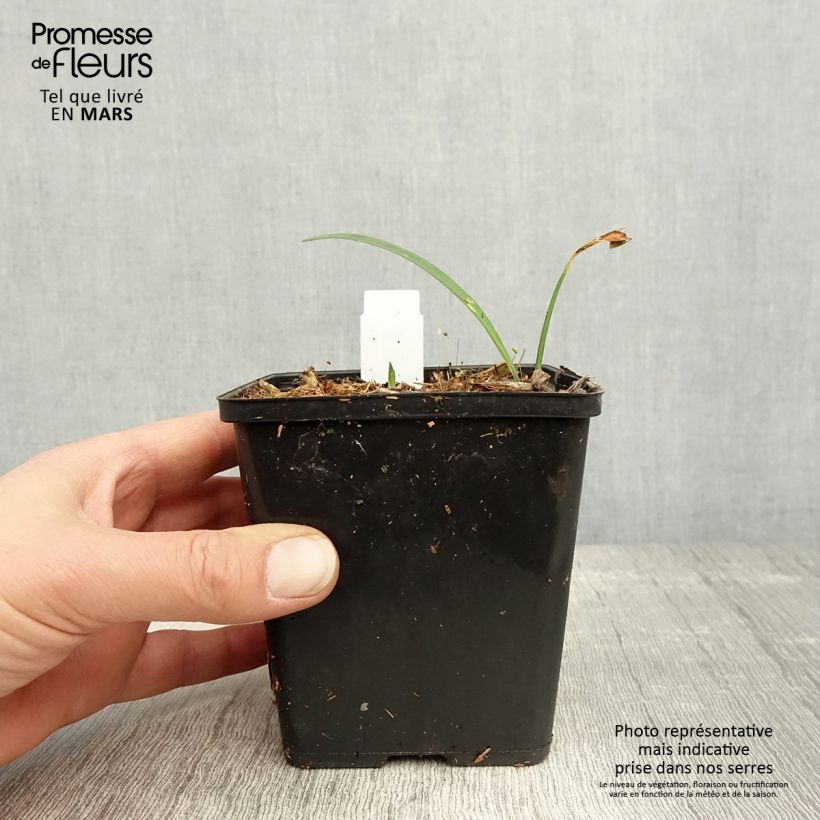 Example of Agapanthus Black Buddhist - Schmucklilie Kleine Töpfe von 8/9 cm as you get in printemps