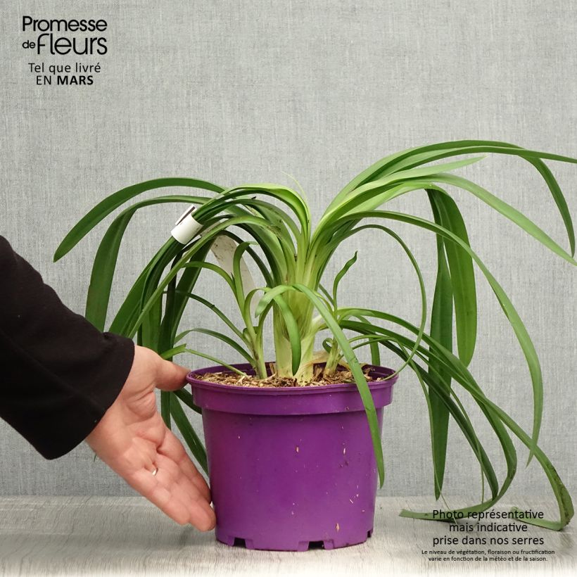 Example of Agapanthus Black Jack - Schmucklilie Topf mit 1,5L/2L as you get in printemps