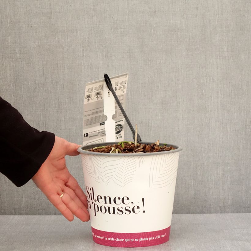 Example of Agapanthus Black Jack - Schmucklilie Topf mit 3L/4L as you get in hiver