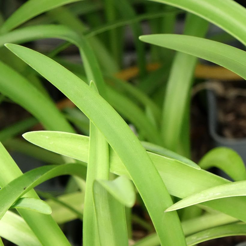 Agapanthus Black Pantha - Schmucklilie (Laub)