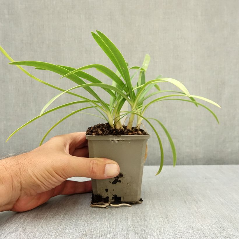 Exemplar von Agapanthus Blue Baby - Schmucklilie Kleine Töpfe von 8/9 cm wie im Sommer geliefert
