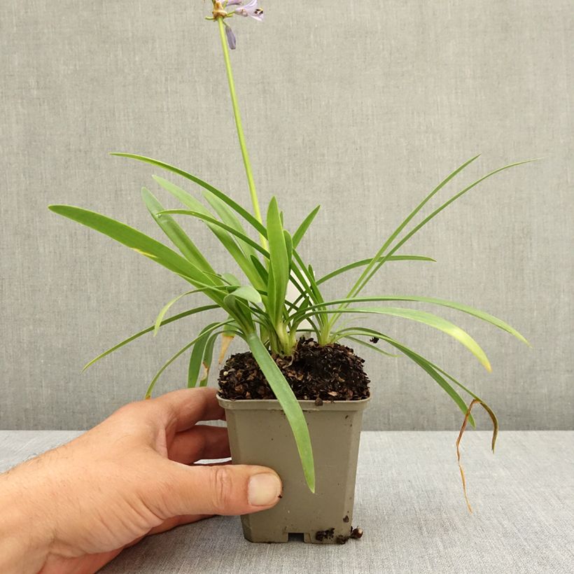 Exemplar von Agapanthus Blue Baby - Schmucklilie Kleine Töpfe von 8/9 cm wie im Frühjahr geliefert