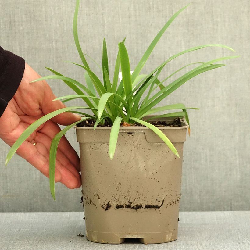 Exemplar von Agapanthus Blue Baby - Schmucklilie Topf mit 2L/3L wie im Frühjahr geliefert