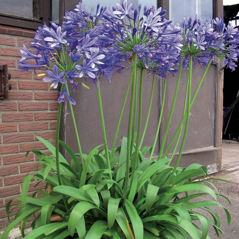 Agapanthus Blue Giant - Schmucklilie (Wuchs)