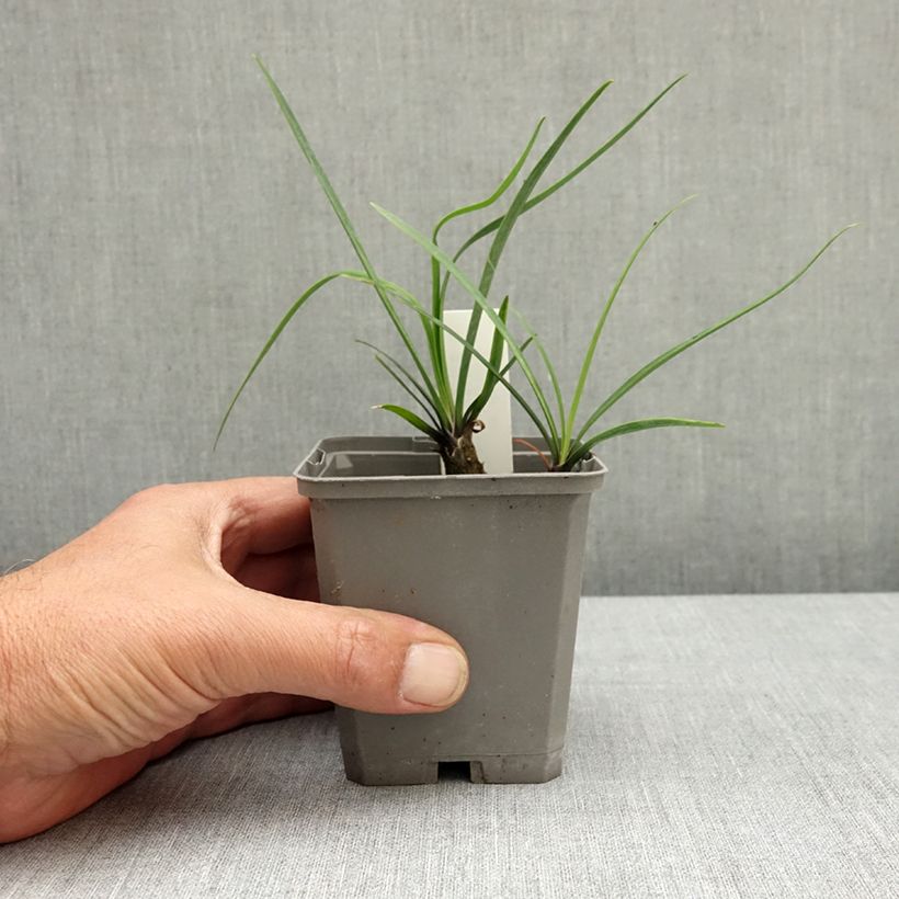Exemplar von Agapanthus Blue Giant - Schmucklilie Kleine Töpfe von 8/9 cm wie im Frühjahr geliefert
