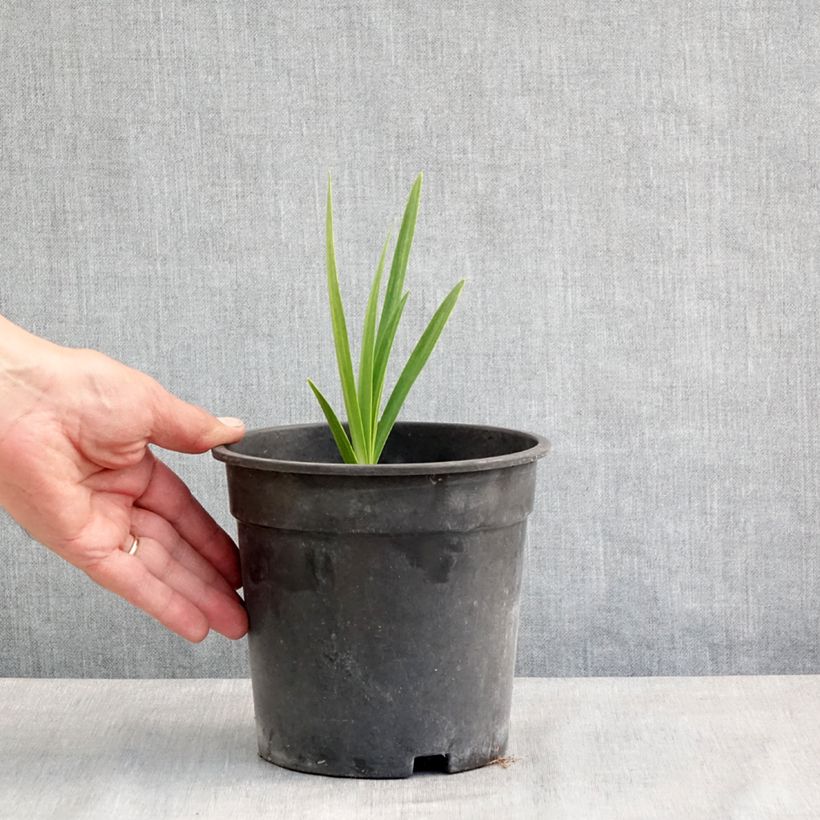 Example of Agapanthus Blue Velvet - Schmucklilie Topf mit 2L/3L as you get in printemps