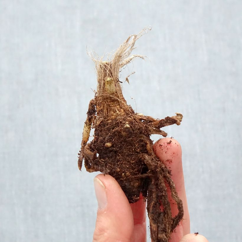 Example of Agapanthus Blue Velvet - Schmucklilie Wurzelnackt as you get in hiver