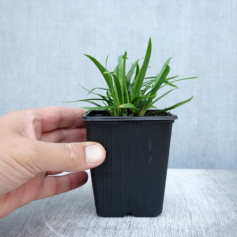 Example of Agapanthus  Blush Pink - Schmucklilie Kleine Töpfe von 8/9 cm as you get in ete