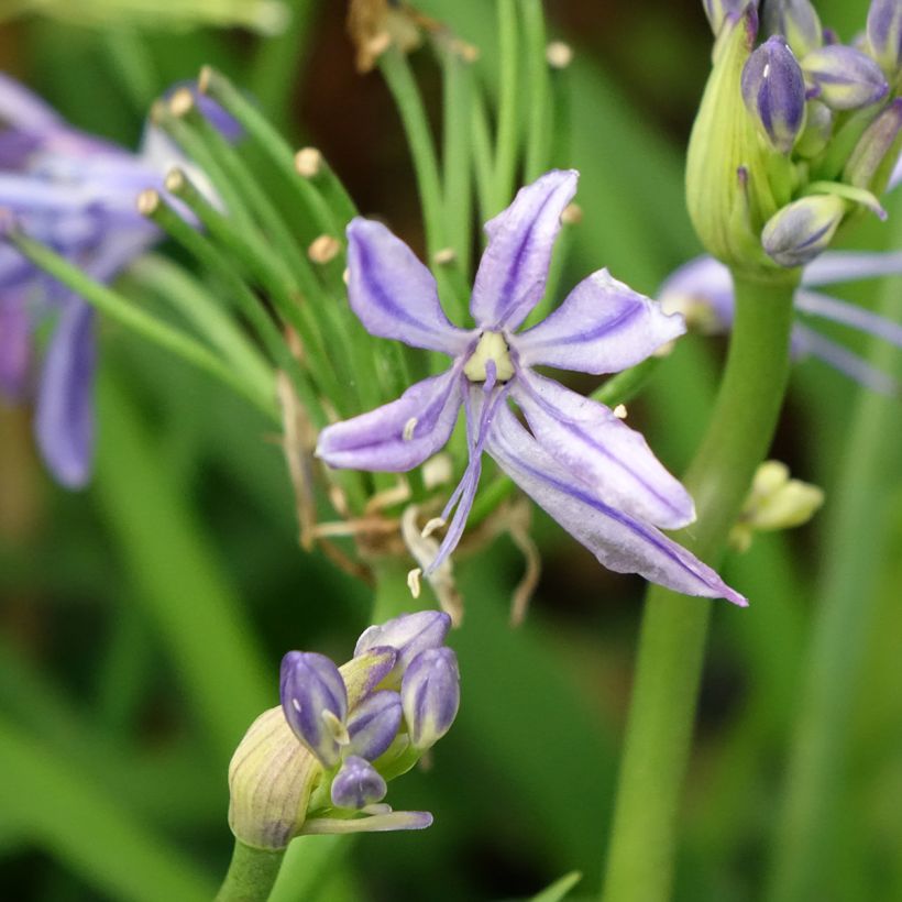 Agapanthus Charlotte - Schmucklilie (Flowering)