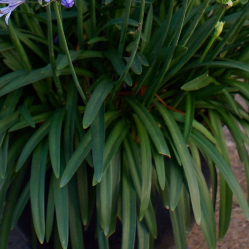 Agapanthus Charlotte - Schmucklilie (Foliage)