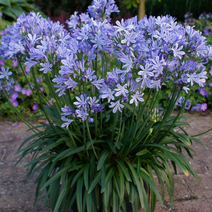 Agapanthus Charlotte - Schmucklilie (Plant habit)