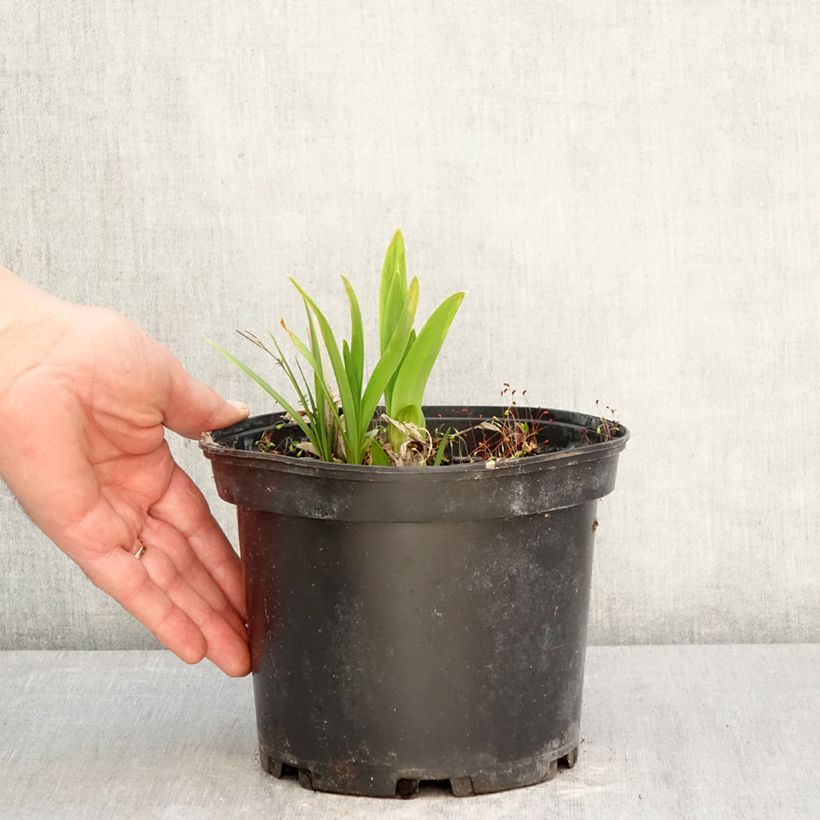 Exemplar von Agapanthus Docteur Brouwer - Schmucklilie Topf mit 2L/3L wie im Frühjahr geliefert