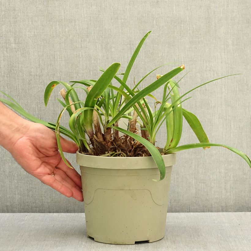 Exemplar von Agapanthus Everpanthus Midnight Moon - Schmucklilie Topf mit 3L/4L wie im Sommer geliefert