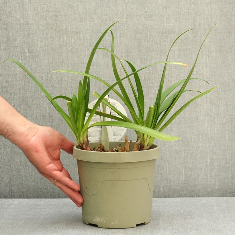 Exemplar von Agapanthus Everpanthus Midnight Moon - Schmucklilie Topf mit 3L/4L wie im Frühjahr geliefert
