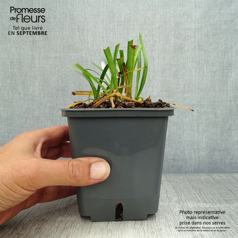 Exemplar von Agapanthus Flower of Love - Schmucklilie Topf mit 1L/1,5L wie im Herbst geliefert