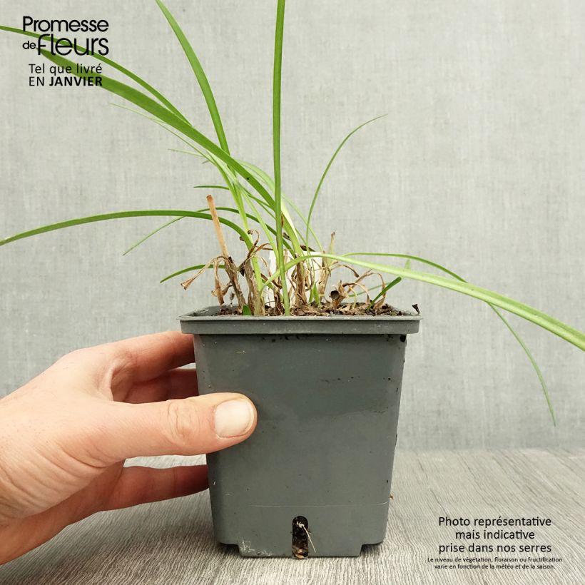 Exemplar von Agapanthe Flower of Love Pot de 1L/1,5L wie im Winter geliefert