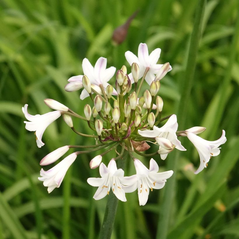 Agapanthus Glacier Stream - Schmucklilie (Blüte)