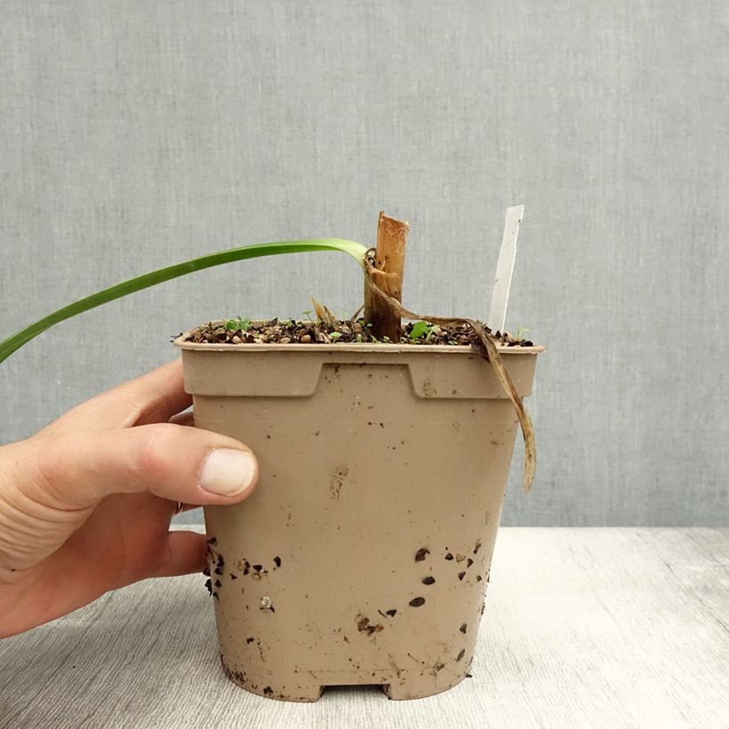 Exemplar von Agapanthus Graphite Blue - Schmucklilie Topf mit 2L/3L wie im Herbst geliefert