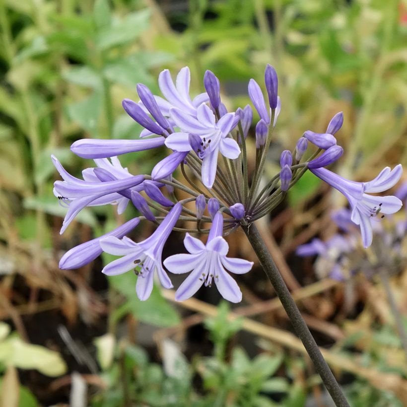 Agapanthus Hybride Headbourne Blue - Schmucklilie (Flowering)