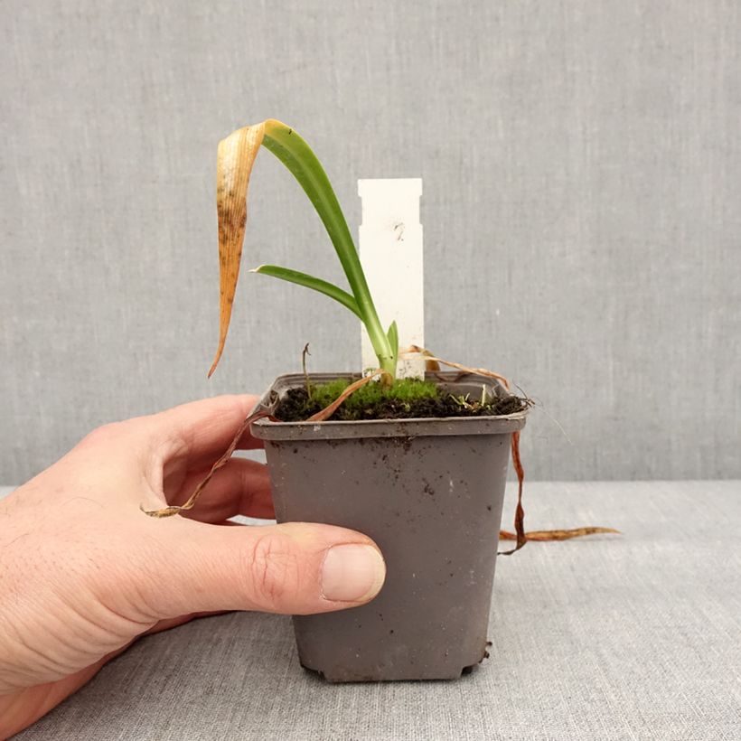 Exemplar von Agapanthe hybride Ever Sapphire Godet de 8/9 cm wie im Winter geliefert