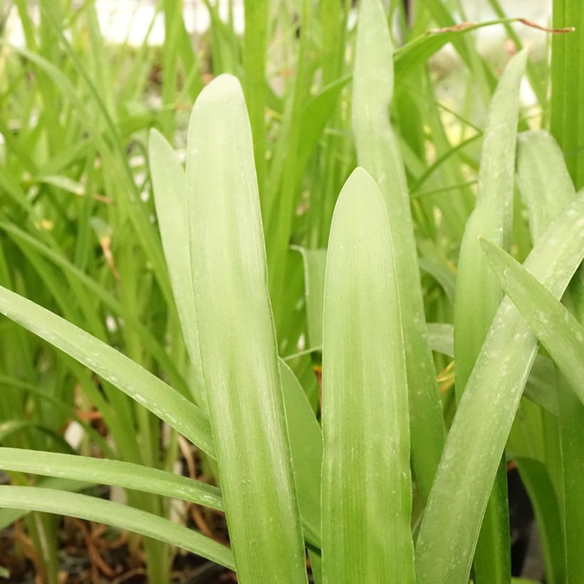 Agapanthus Fireworks - Schmucklilie (Foliage)
