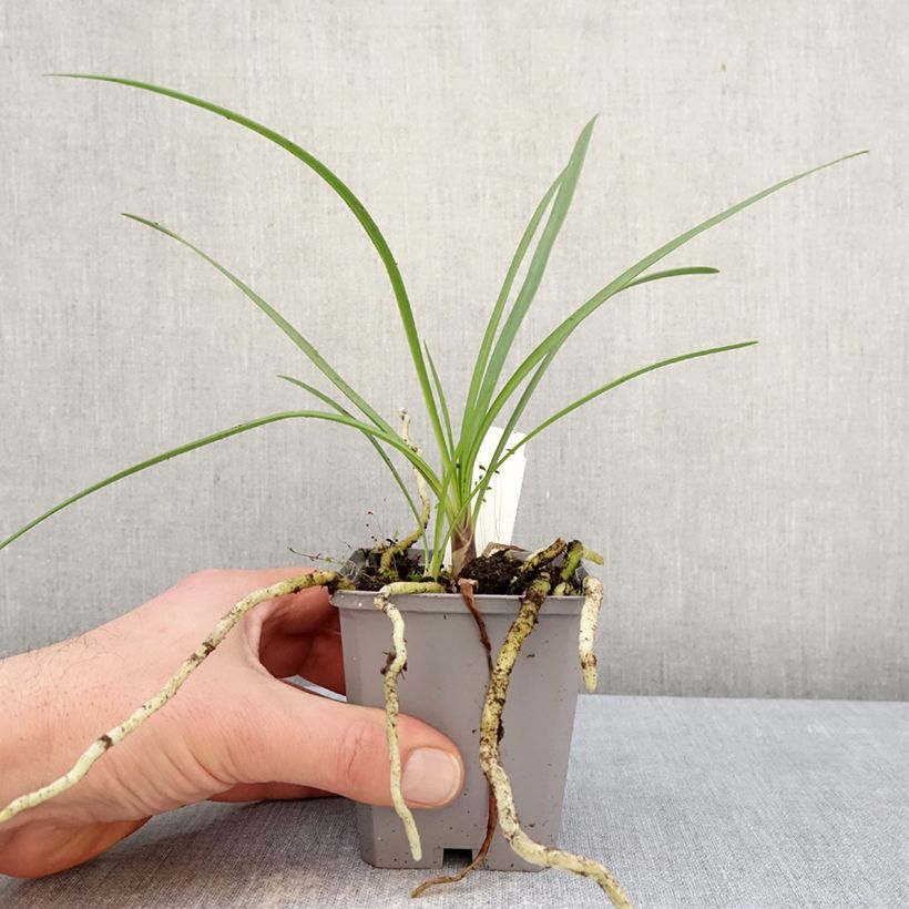 Example of Agapanthus Fireworks - Schmucklilie Kleine Töpfe von 8/9 cm as you get in hiver