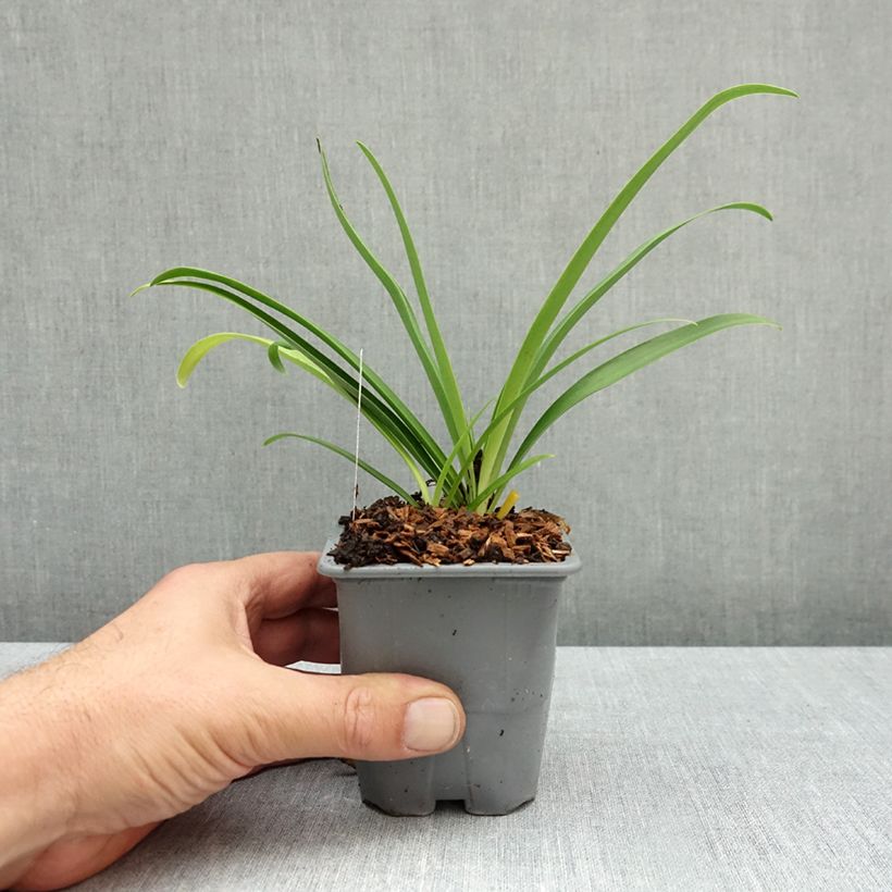 Exemplar von Agapanthus Poppin' Pink - Schmucklilie Kleine Töpfe von 8/9 cm wie im Herbst geliefert