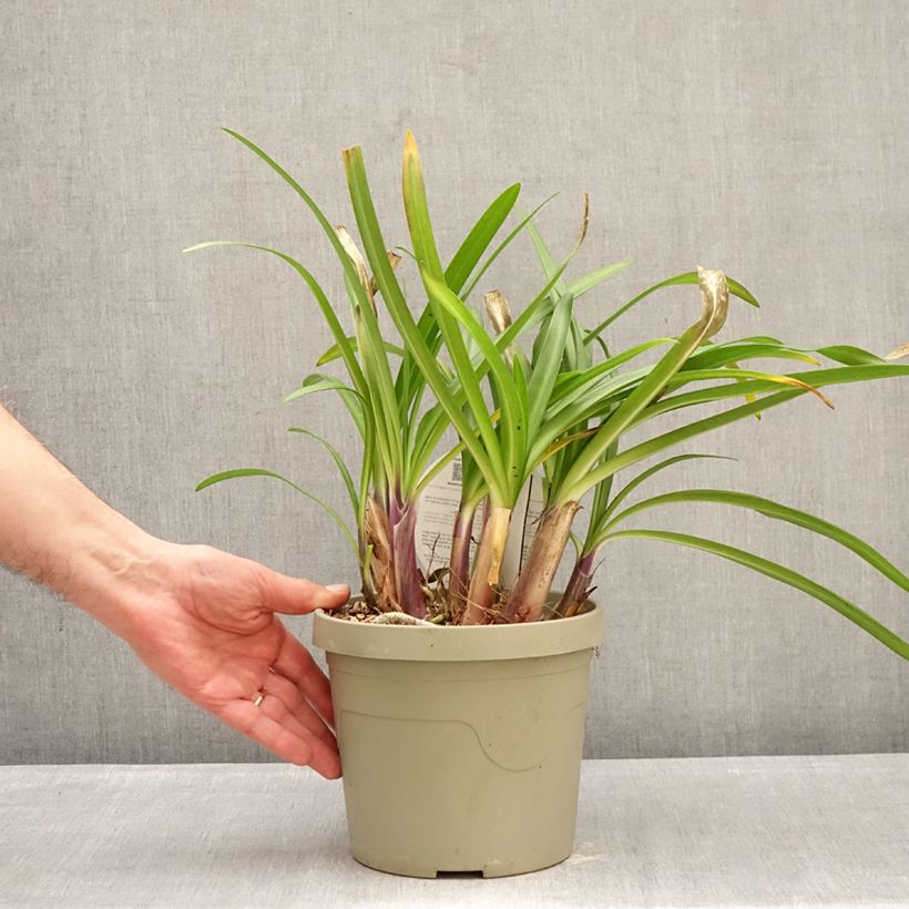 Example of Agapanthus Poppin’ Purple - Schmucklilie Topf mit 3L/4L as you get in hiver