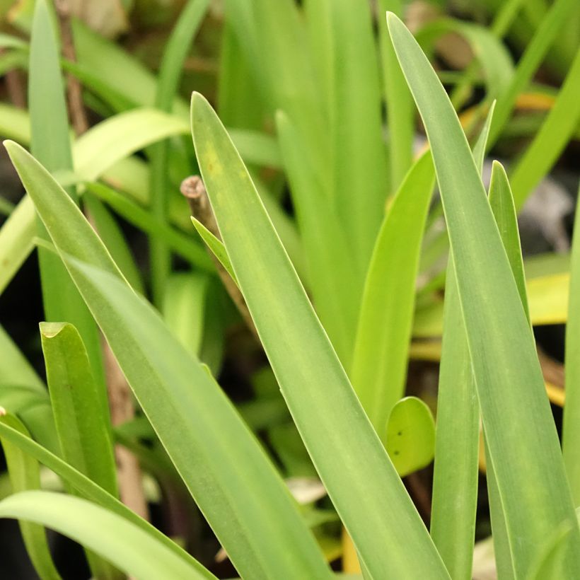 Agapanthus Poppin’ Star - Schmucklilie (Laub)