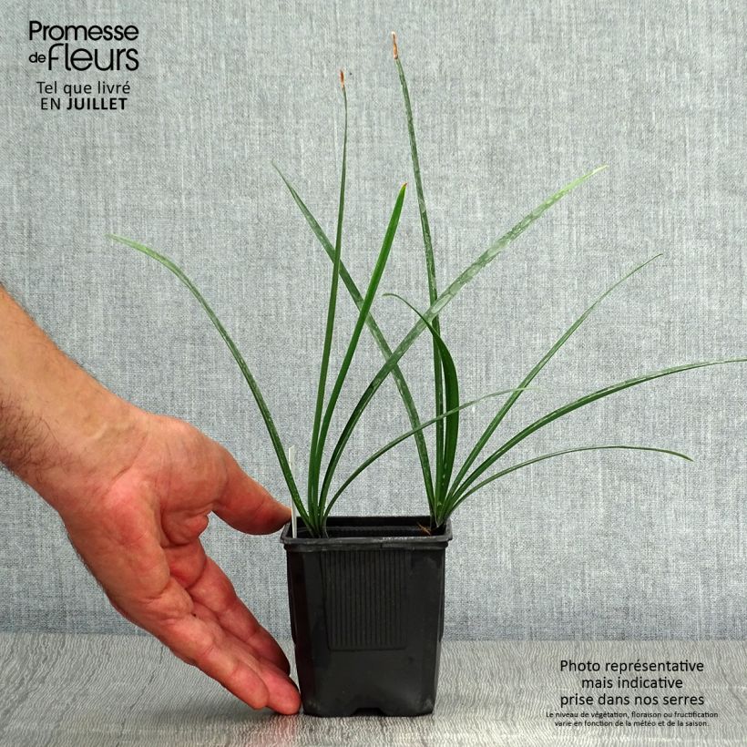Exemplar von Agapanthus inapertus Intermedius - Schmucklilie Kleine Töpfe von 8/9 cm wie im Sommer geliefert