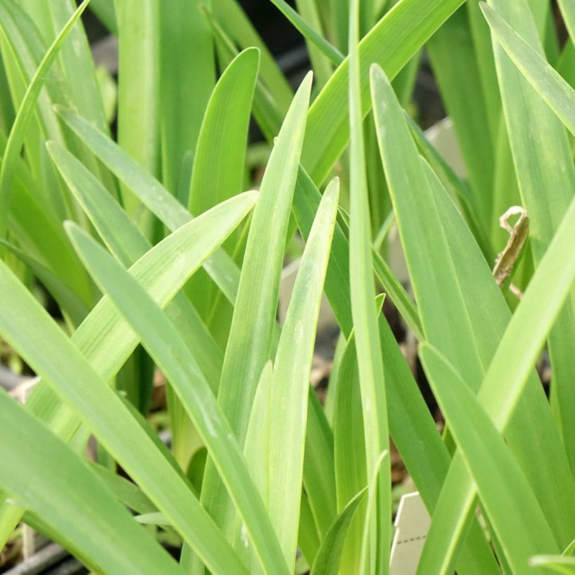 Agapanthus inapertus Intermedius - Schmucklilie (Foliage)