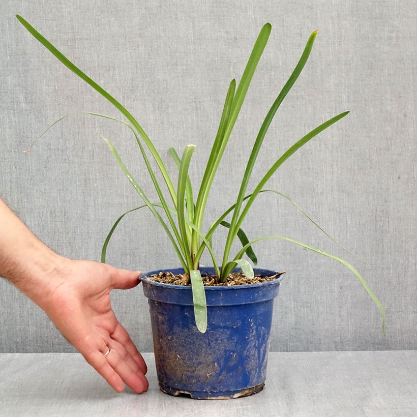 Exemplar von Agapanthus inapertus Intermedius - Schmucklilie Topf mit 4L/5L wie im Herbst geliefert