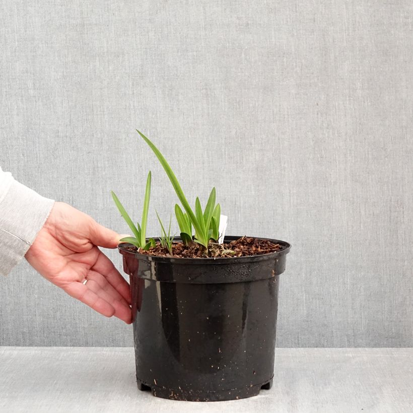 Example of Agapanthus inapertus Intermedius - Schmucklilie Topf mit 4L/5L as you get in hiver