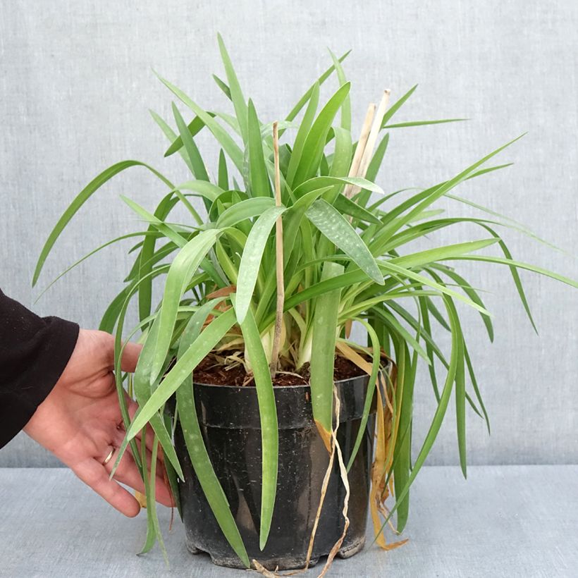 Example of Agapanthus Mi Casa - Schmucklilie Topf mit 3L/4L as you get in printemps