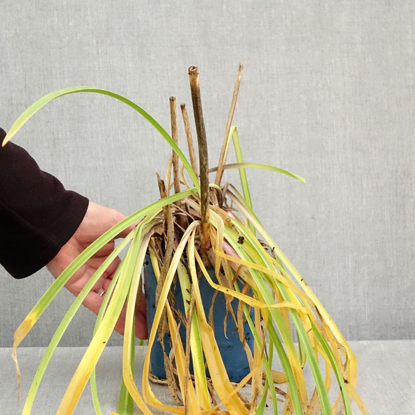 Exemplar von Agapanthus Navy Blue - Schmucklilie Topf mit 2L/3L wie im Herbst geliefert