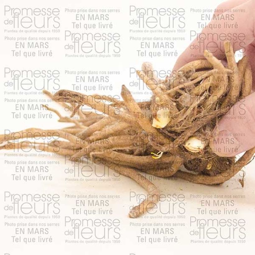 Beispiel eines Exemplars von Agapanthus Docteur Brouwer - Schmucklilie Wurzelstock 1/2 Augen wie geliefert