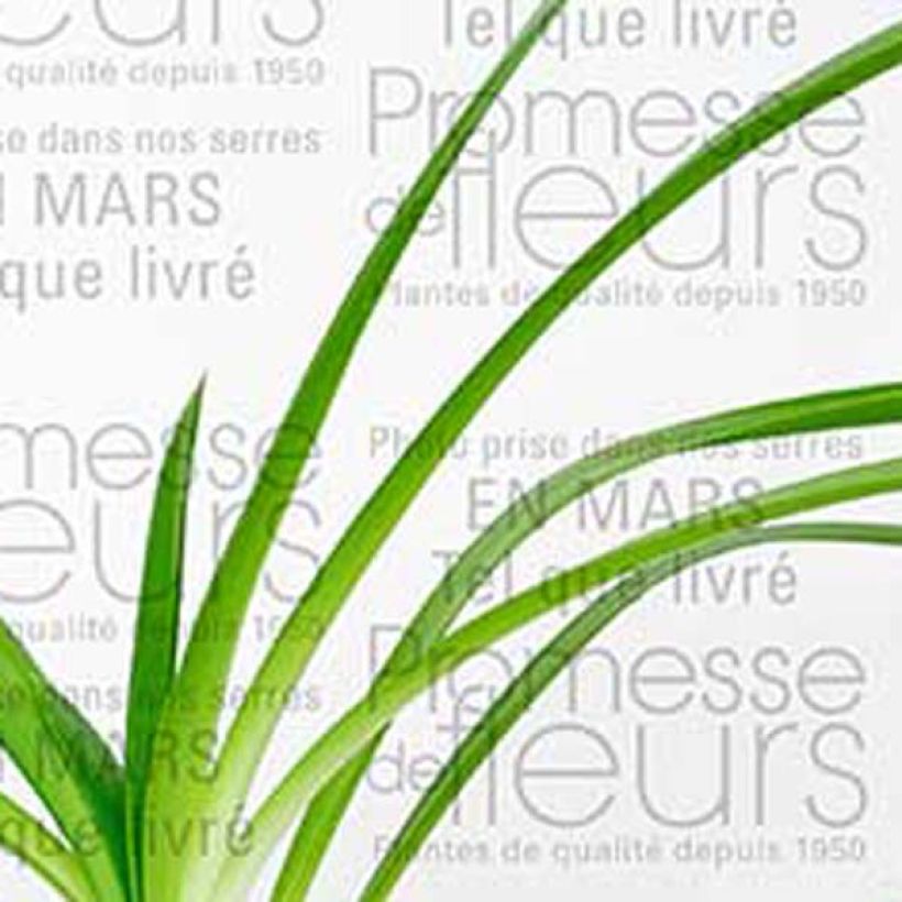 Agapanthus Queen Mum - Schmucklilie (Foliage)