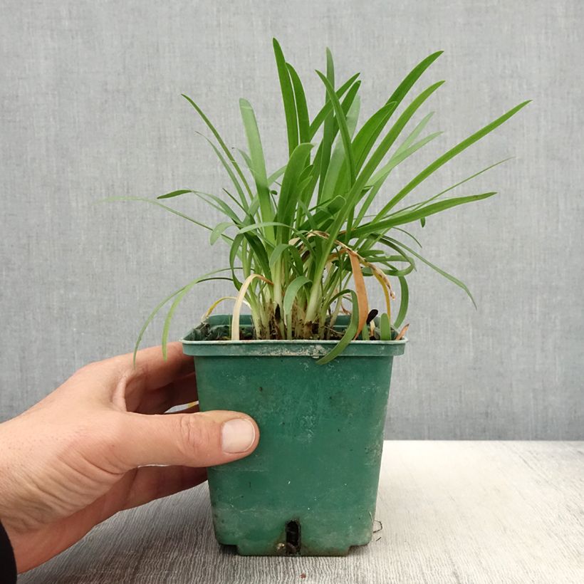 Exemplar von Agapanthus Peter Pan - Schmucklilie Topf mit 1L/1,5L wie im Frühjahr geliefert