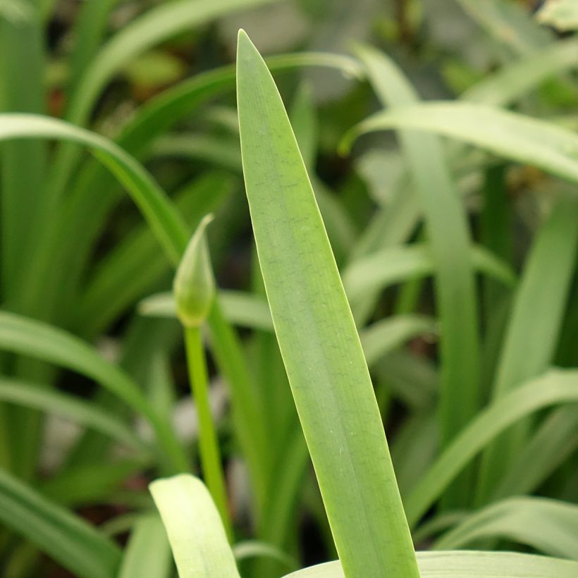 Agapanthus Pitchoune Violet - Schmucklilie (Laub)