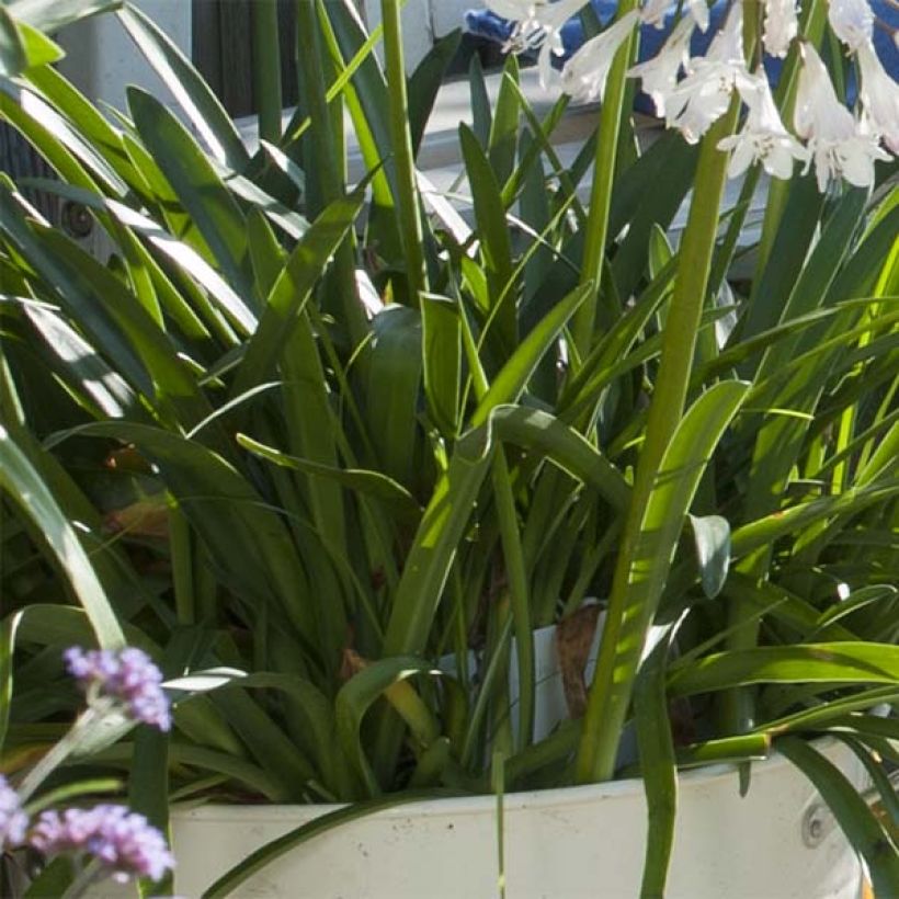 Agapanthus Polar Ice - Schmucklilie (Foliage)