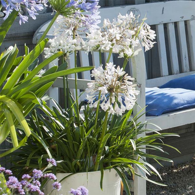 Agapanthus Polar Ice - Schmucklilie (Plant habit)