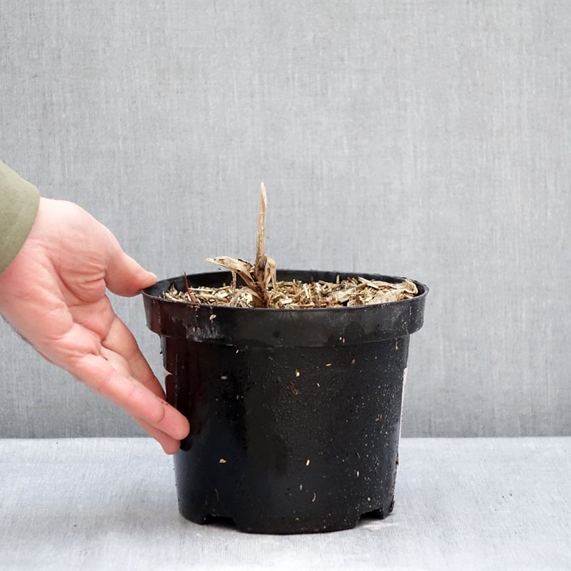 Example of Agapanthus Polar Ice - Schmucklilie Topf mit 2L/3L as you get in hiver