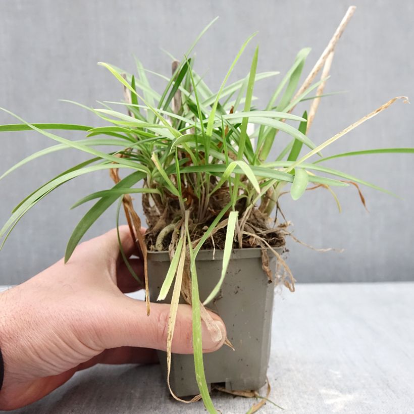 Exemplar von Agapanthus (x) praeco Sofie - Schmucklilie Kleine Töpfe von 8/9 cm wie im Winter geliefert