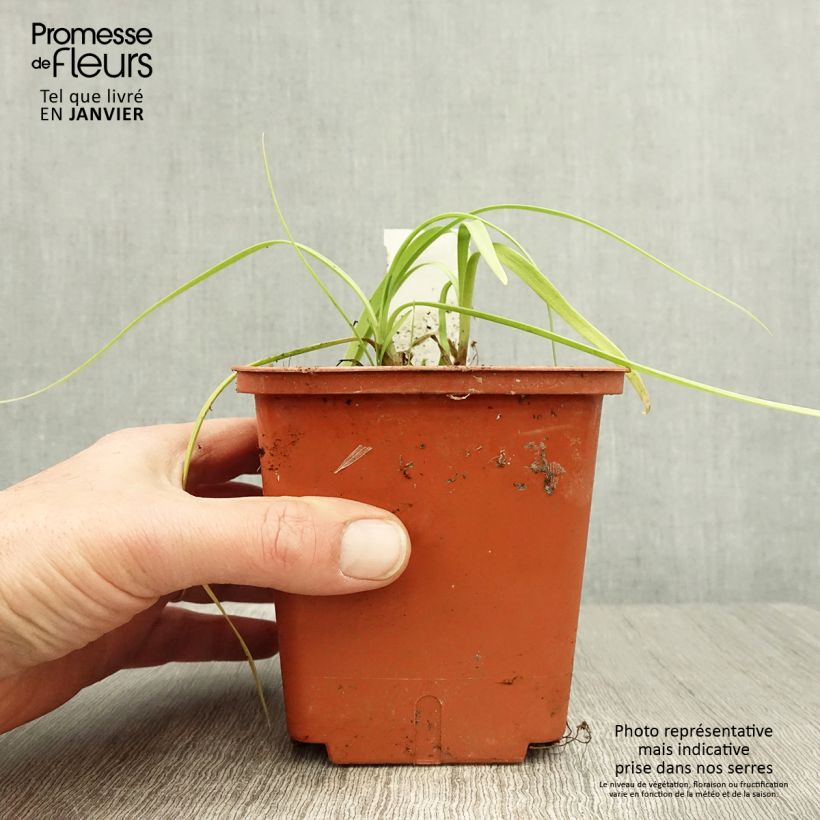 Exemplar von Agapanthe Purple Cloud Pot de 1L/1,5L wie im Winter geliefert