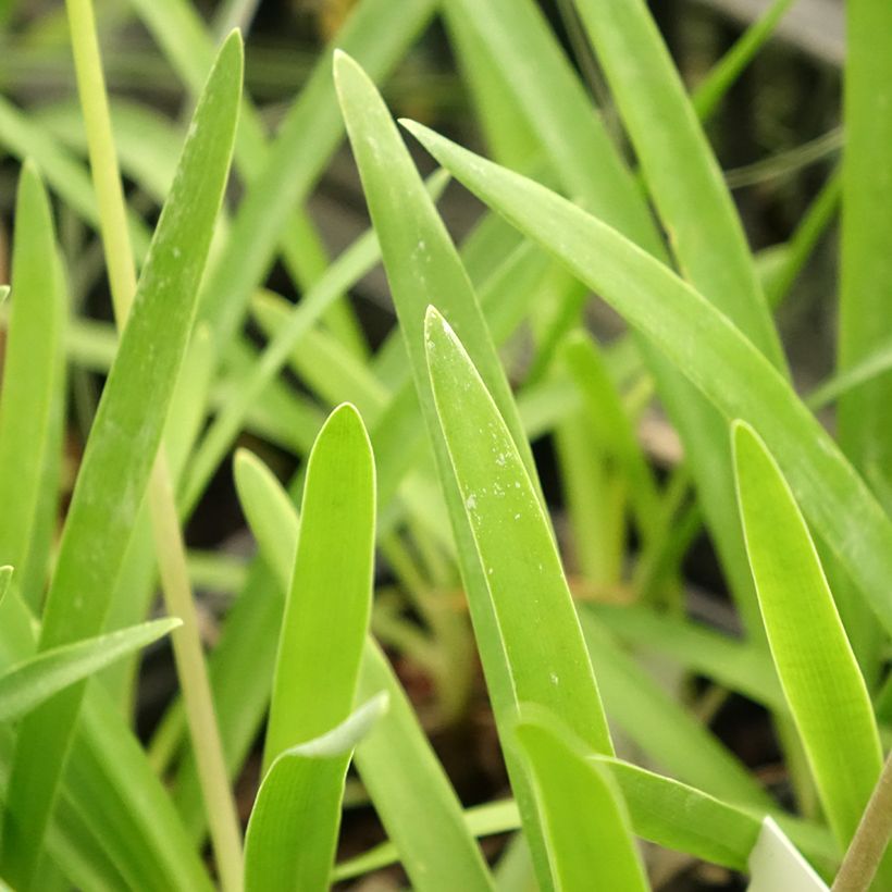 Agapanthus campanulatus Rosewarne - Schmucklilie (Foliage)