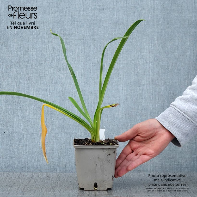 Example of Agapanthus Royal Velvet - Schmucklilie Topf mit 1L/1,5L as you get in automne