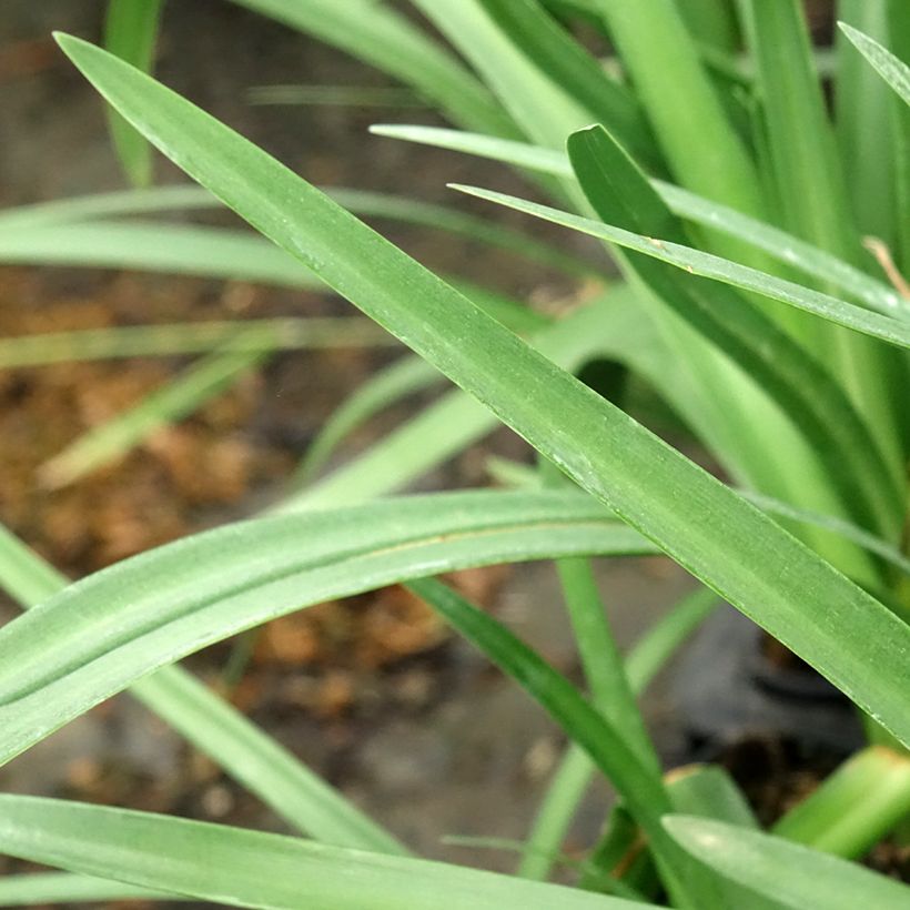 Agapanthus Royal Velvet - Schmucklilie (Foliage)